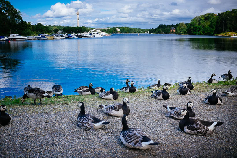 Ducks in a park in Stockholm, with the Kaknästornet TV Tower and boats visible in the background.