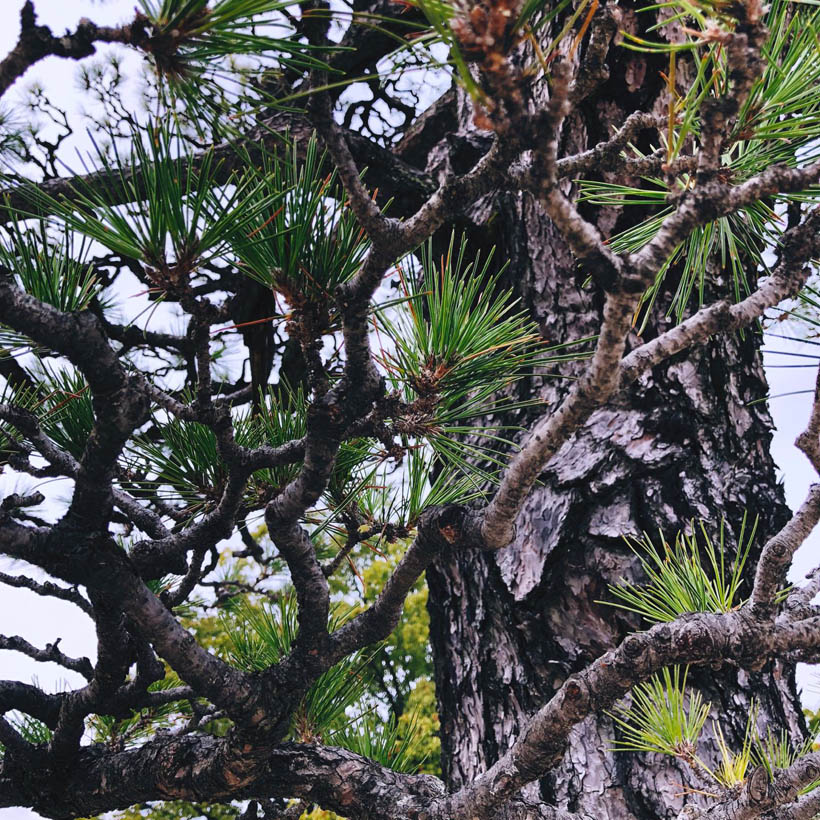 Trees inside of the park.