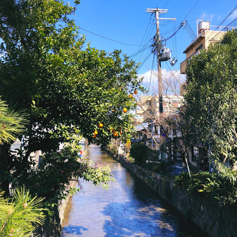 A citrus tree growing over a river in Kyoto, Japan on a sunny day.