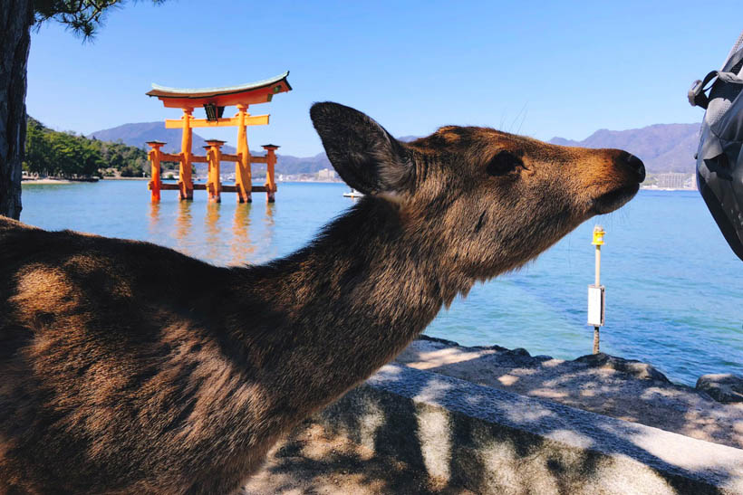 The deer of Miyajima are considerably more friendly than those in Nara.