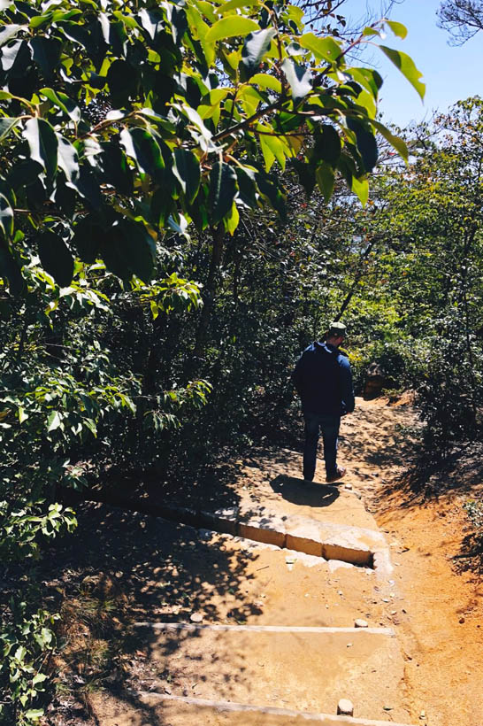 Walking through the lush foliage at Mount Misen.