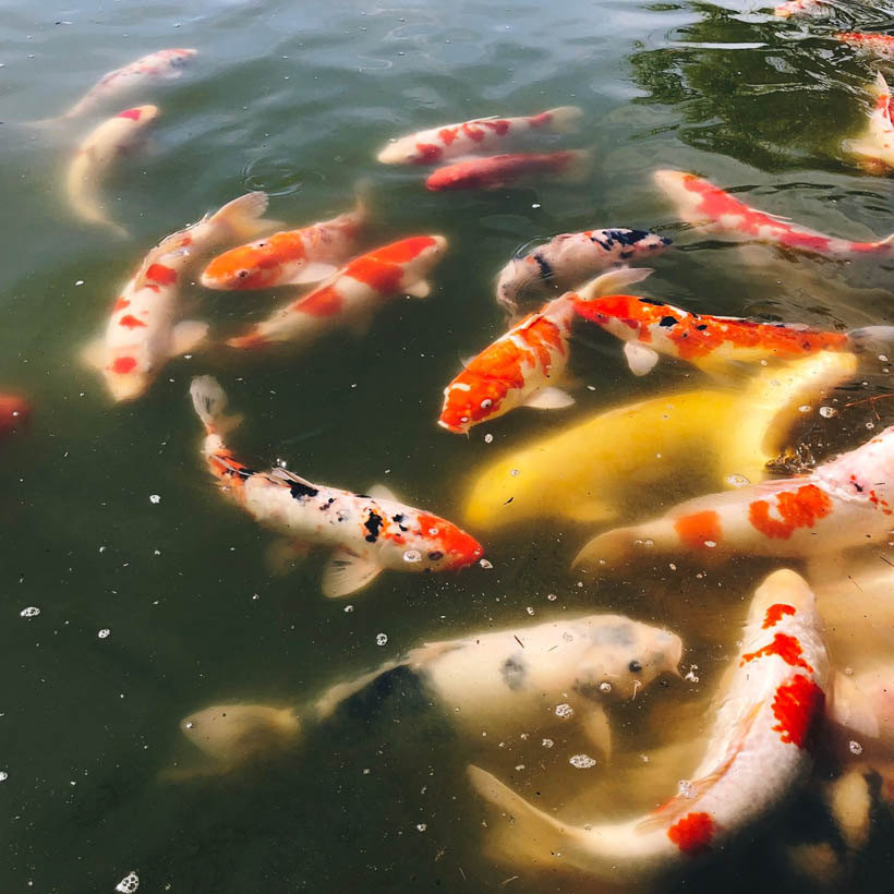 These ponds also contain a ton of koi fishes.