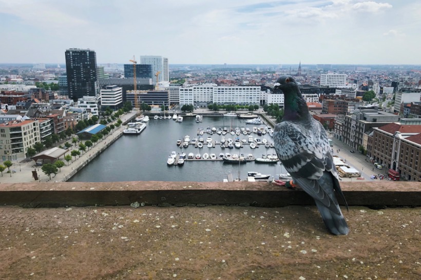 A pigeon overlooking Antwerp at the top of the MAS.