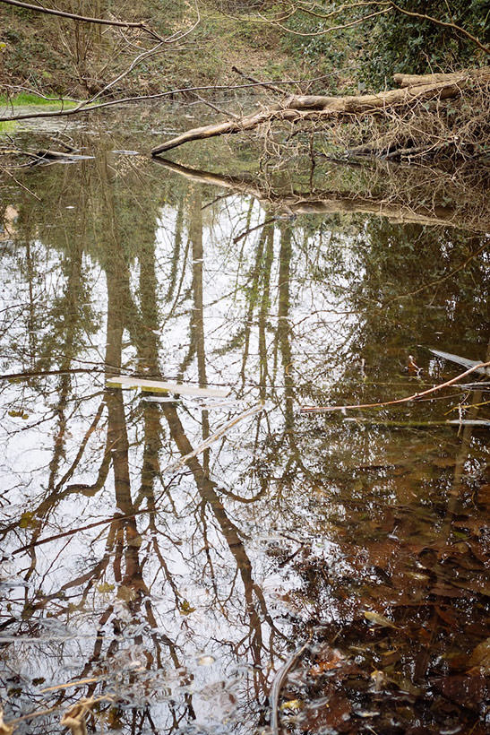 A small pond near the De Bron park in Leuven, Belgium.