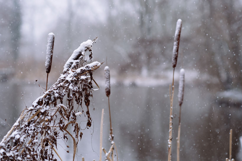 Snow in the Provincial Domain.