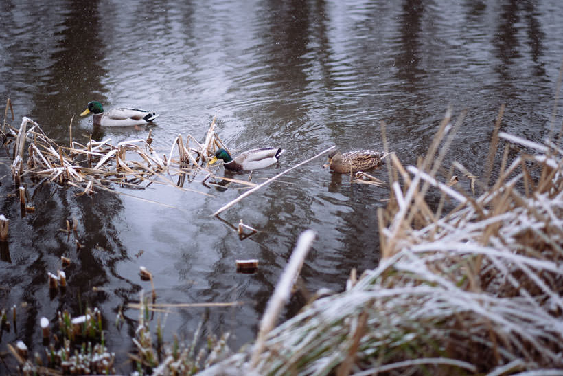 Ducks swimming around in the Provincial Domain.